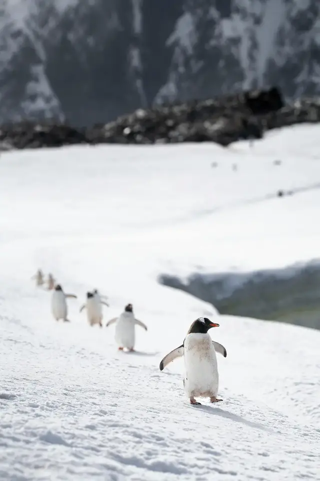 A troop of Gentoo penguins walking across a snowfield, with mountains in the background